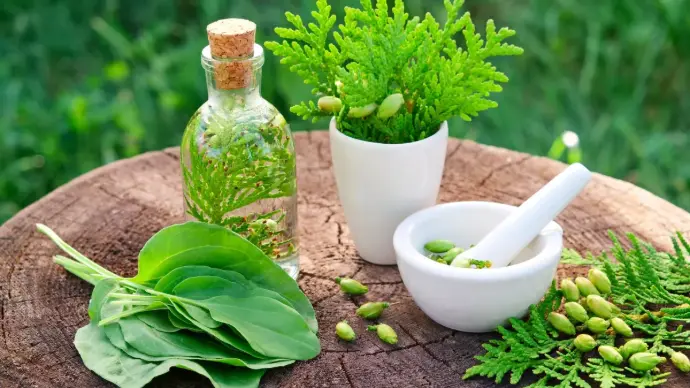 Logo Jeremie Mercier Naturophe